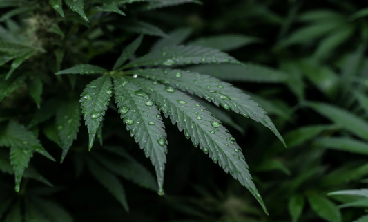 How CBD Can Assist with Metabolism and Weight Management