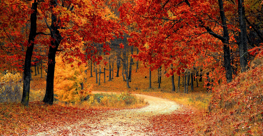 Strengthening Your Respiratory Health as Fall Approaches