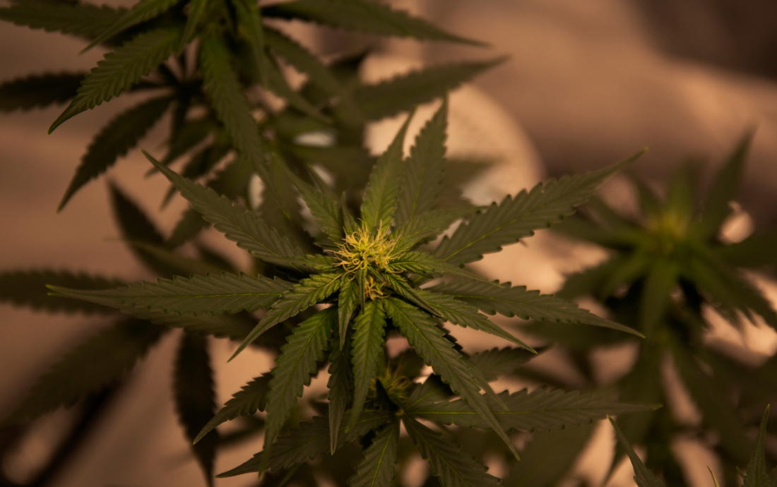 Unlocking the Full Benefits of CBD: Dosage, Duration, and What to Expect